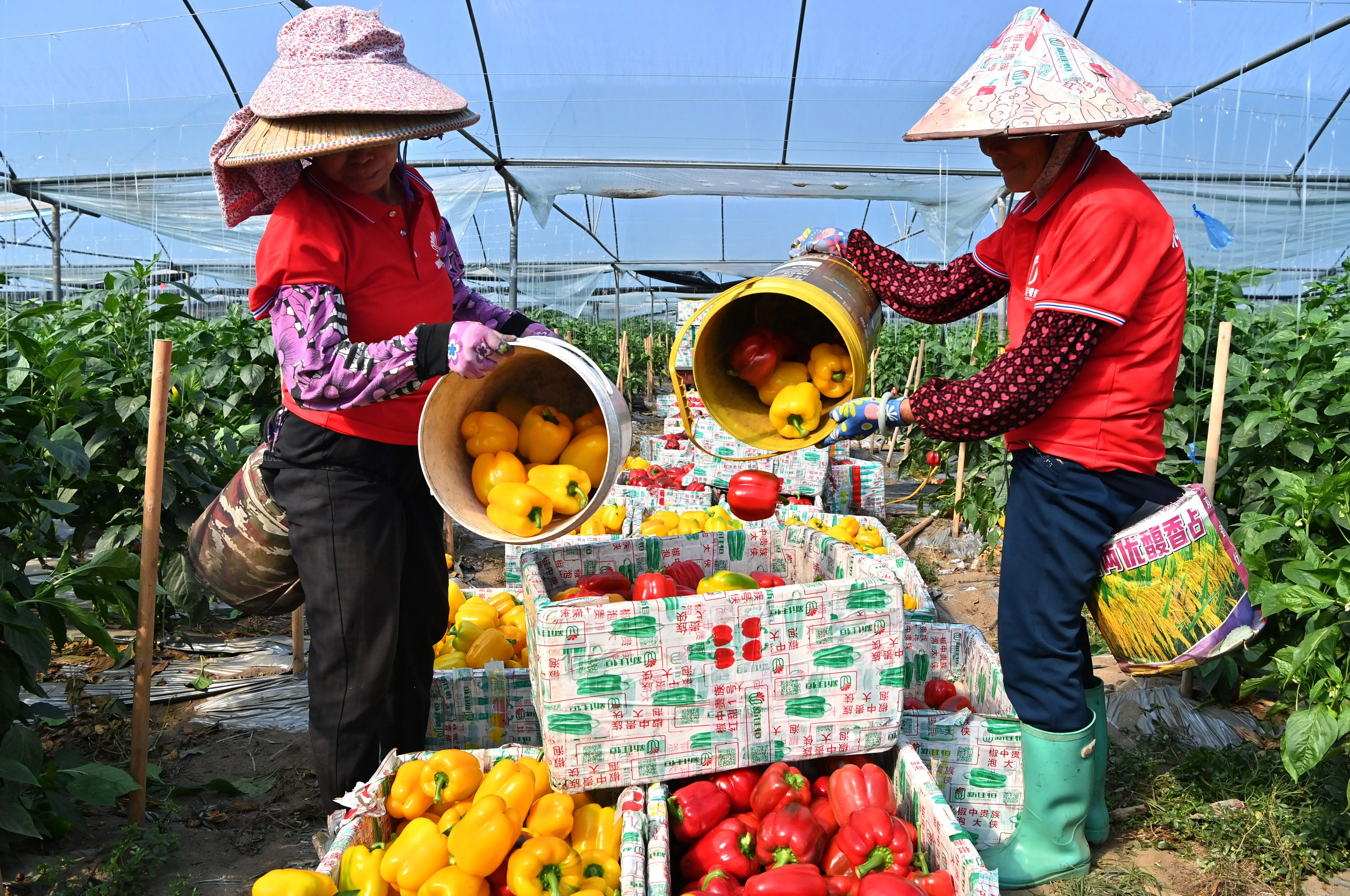 廣西合浦設施農業快速發展