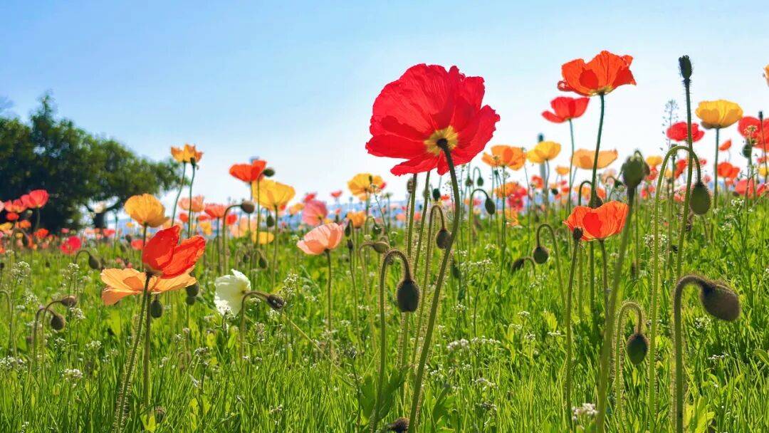 收藏！泉州春日賞花去哪裡？花期+地址全攻略