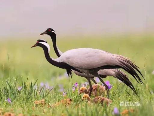 6月去烏蘭布統草原花海的最佳觀賞地點在哪裡、萬馬奔騰、蓑羽鶴育雛三重黃金檔期，選國際旅遊攝影網/52旅遊攝影就對了