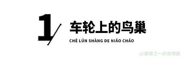 原創美國男子買了輛卡車卻不能開走，因為車輪上有個鳥巢，官方：受法律保護！