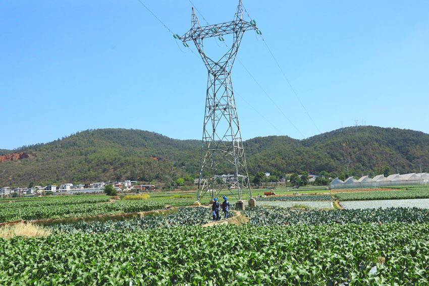 電力護航跨境物流 雲南玉溪農產品遠銷海外