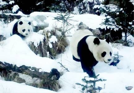 科技如何助力破局“人獸衝突”