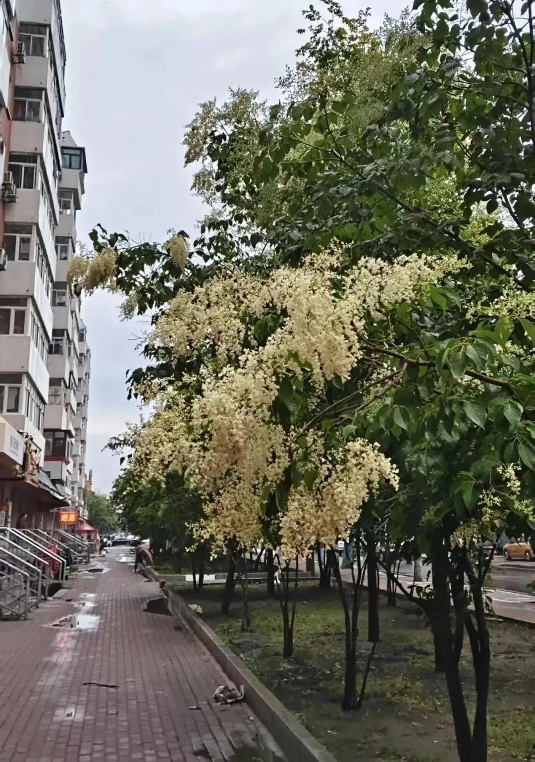 “高個子”丁香壓軸！哈市暴馬丁香進入綻放季，賞花地圖快收藏——