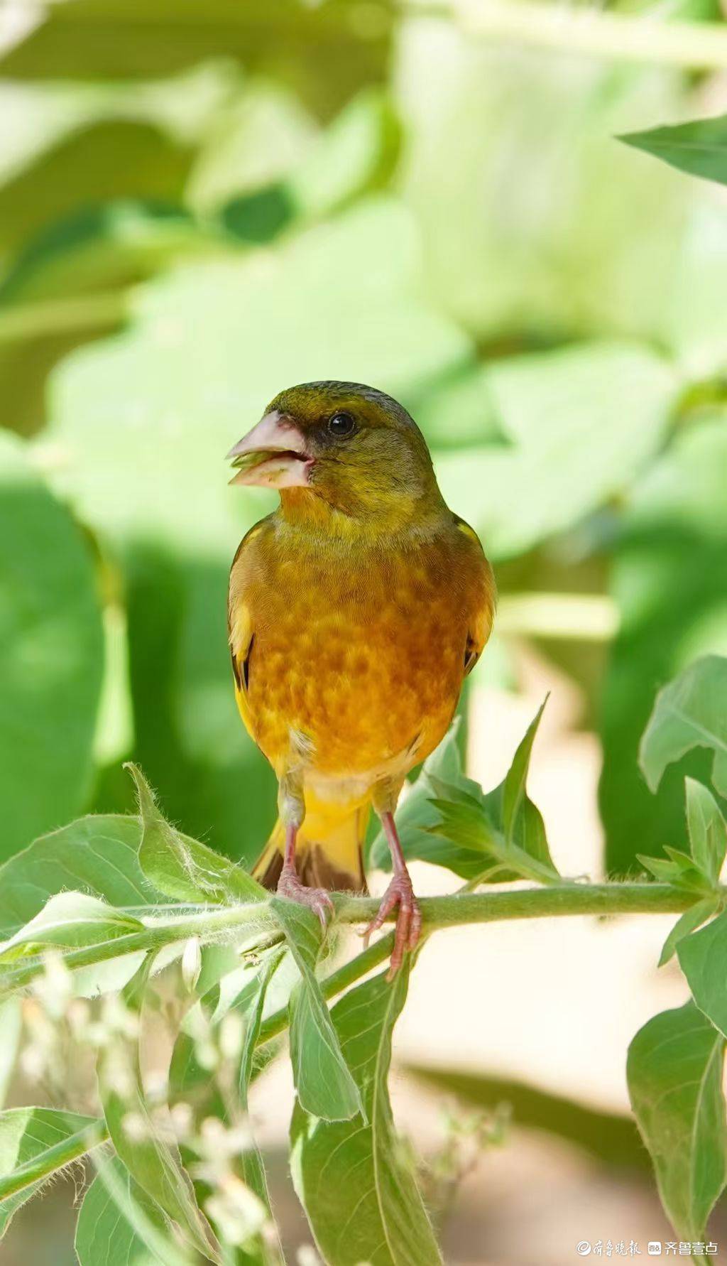 泉城公園裡，享用美食的金翅雀
