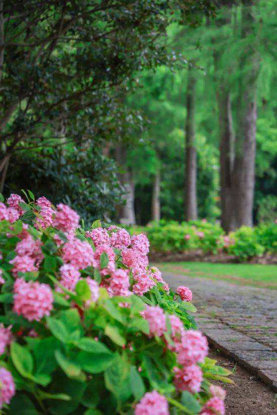 繡球花海夢幻綻放 這個公園免費打卡機位快收藏