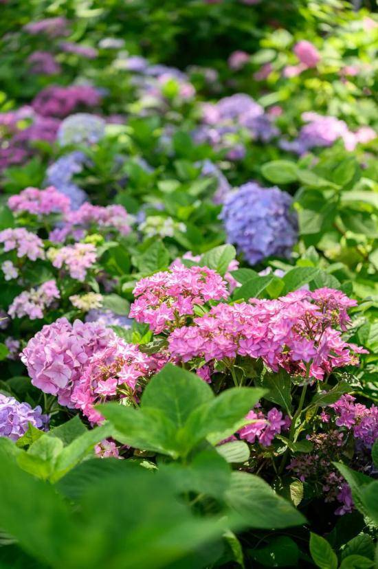 繡球花海夢幻綻放 這個公園免費打卡機位快收藏