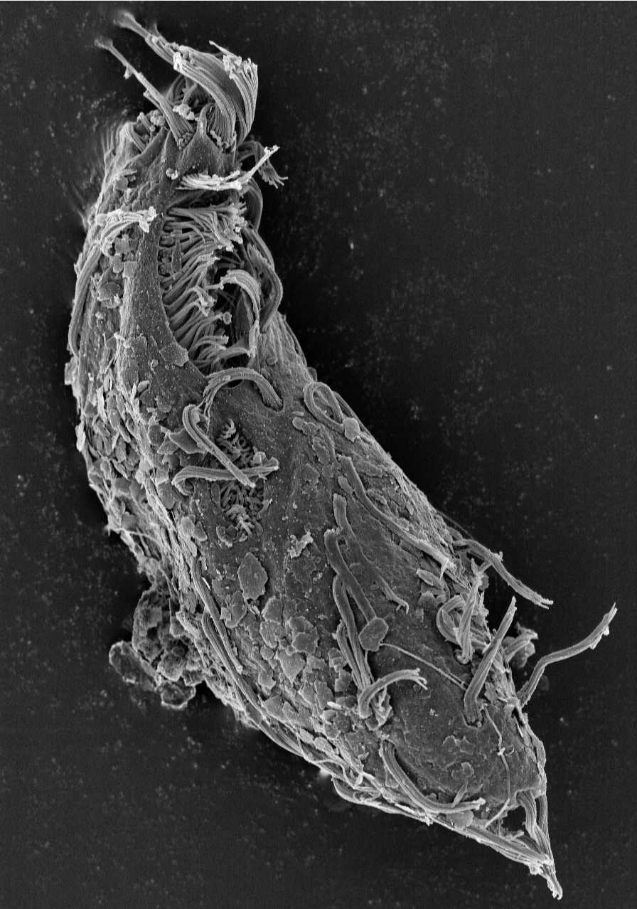 彌留之際將學生論文一一託付，寧應之的“師者”閉環