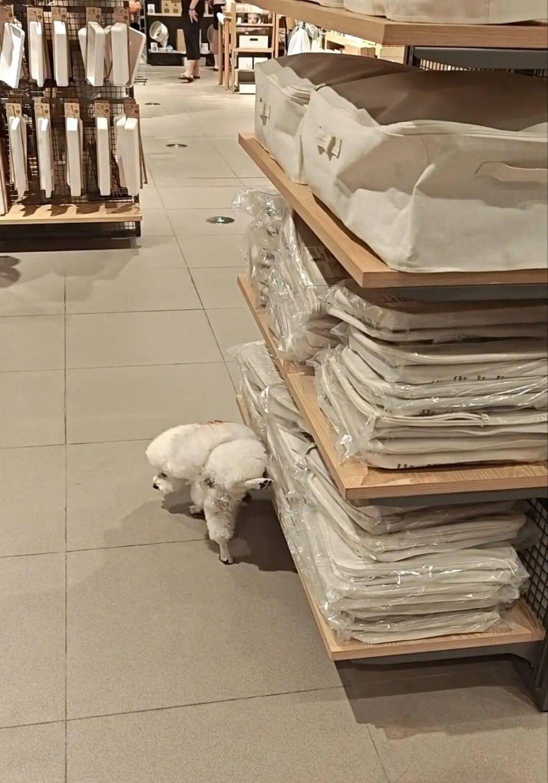 南京一無印良品店有狗朝貨架撒尿，排洩物疑似濺射到貨品上