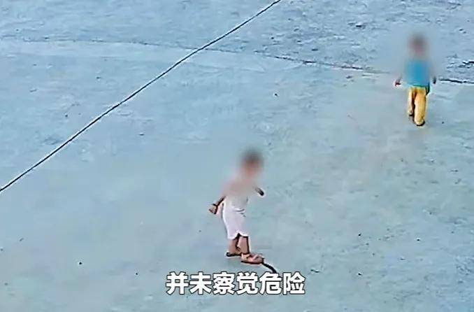 原創眼鏡蛇潛伏門前被2幼童接連踩中！家長：沒咬人，只是擺出攻擊姿態