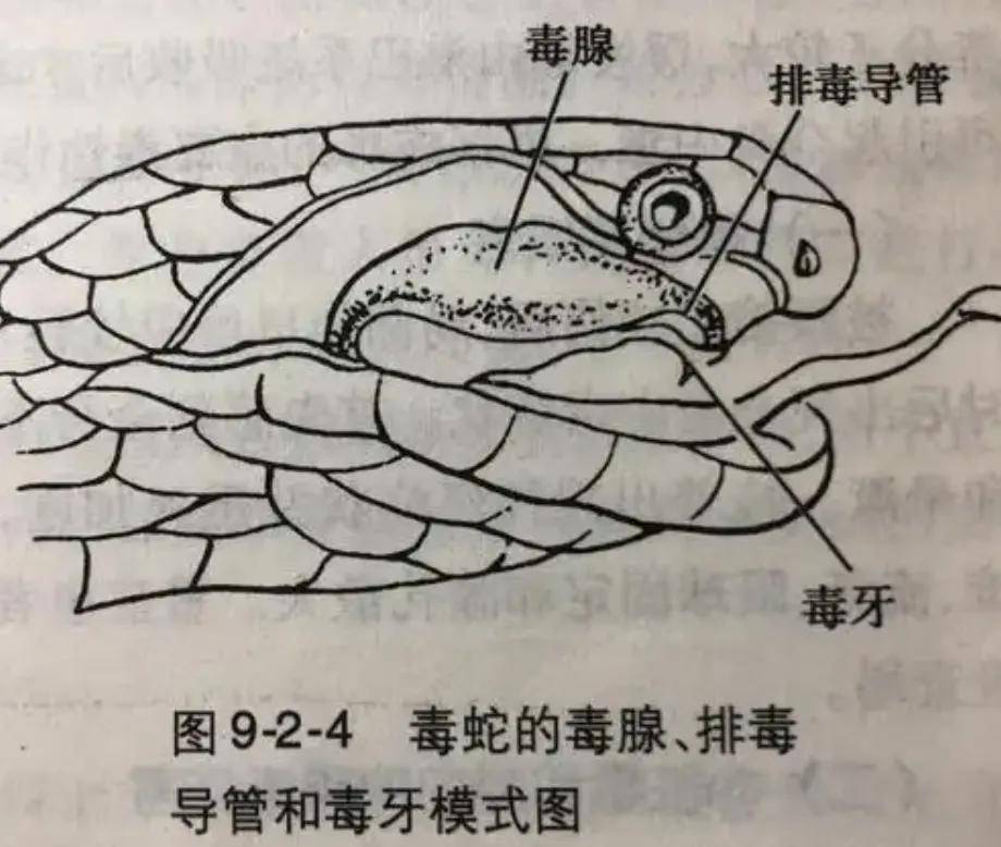 原創眼鏡蛇潛伏門前被2幼童接連踩中！家長：沒咬人，只是擺出攻擊姿態