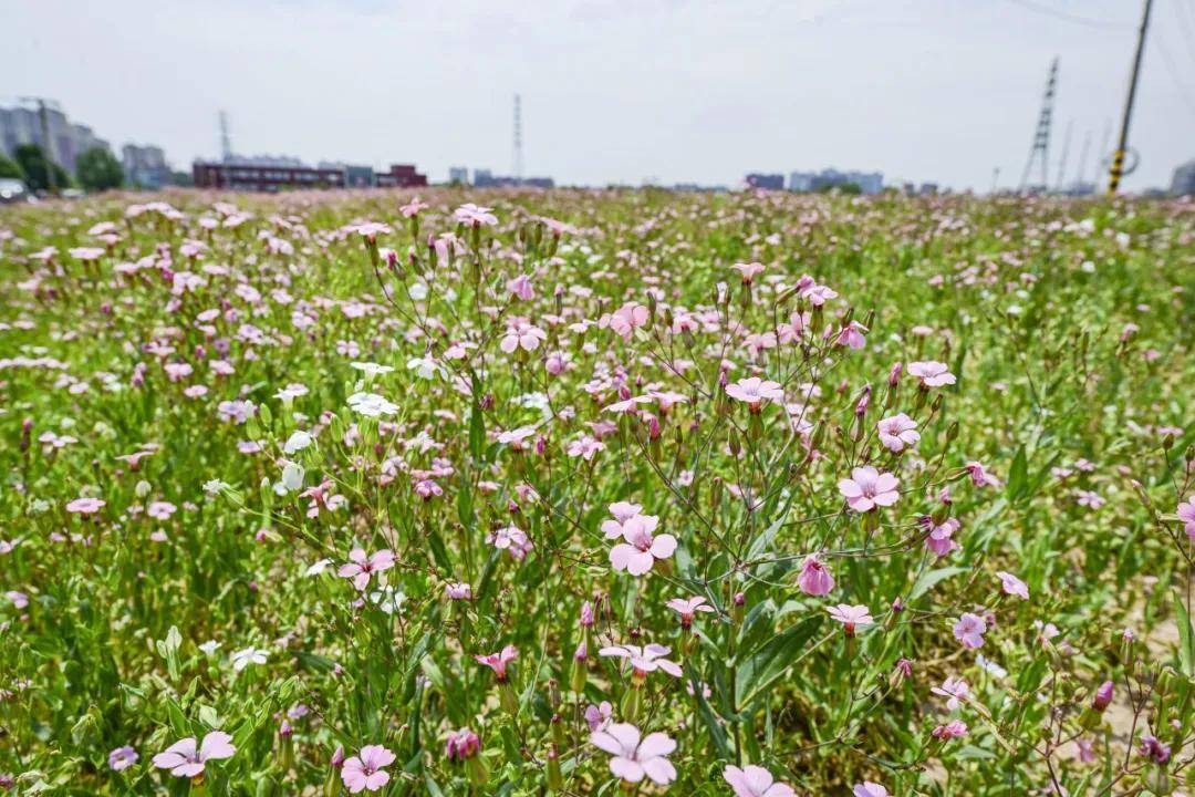 夏花盛放！通州這裡將辦花海市集、美食節~