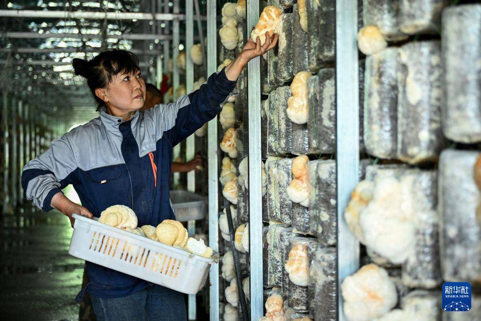 內蒙古興安盟：科技小院 菌香林海
