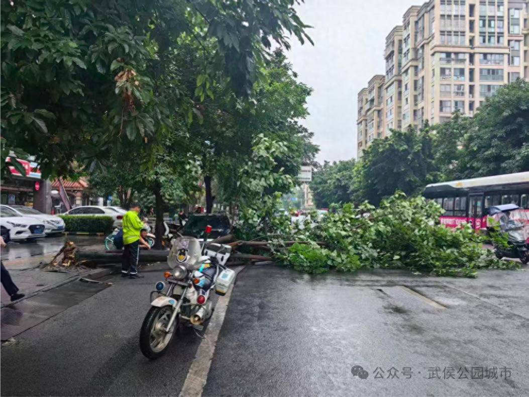 武侯區廣泛聽取群眾意見 快速清除行道樹安全隱患
