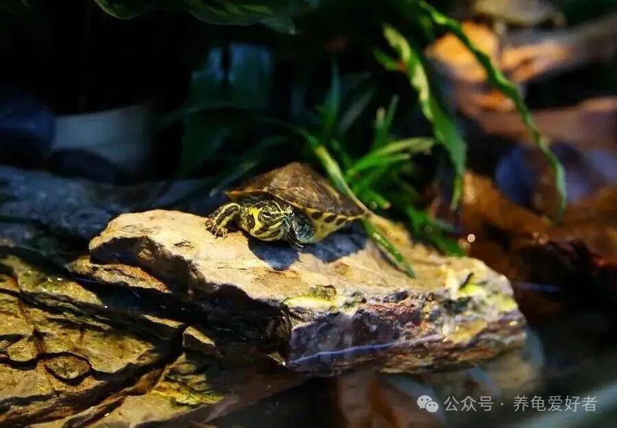 原創龜缸水深每增加10cm，壽命就減少1年？真相讓所有人大跌眼鏡
