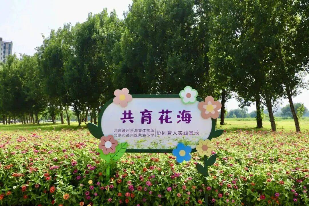 太美了！北京小學生種出浪漫花海