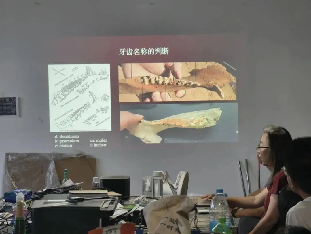 講座紀要丨尤悅：楚灣基地動物考古快速入門