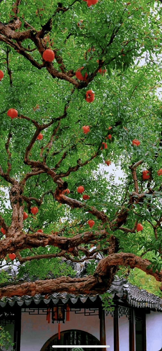 詩意江城：殷紅一樹醉歲華——詩人趙鋼最新詩歌賞析