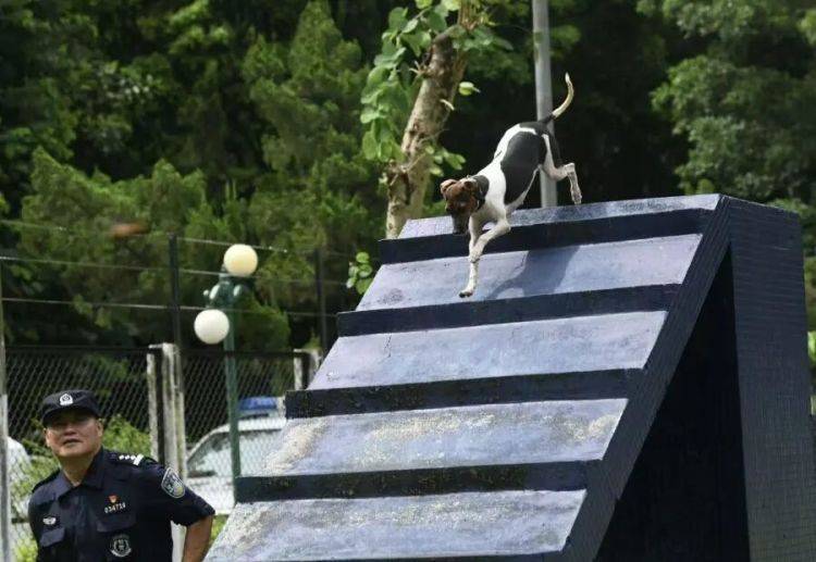 老人被困狹窄樓宇夾縫長達15小時意識模糊，廣州1歲小狗快速鑽進去幫忙將人救出