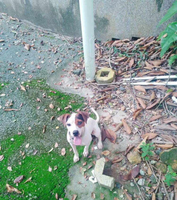 老人被困狹窄樓宇夾縫長達15小時意識模糊，廣州1歲小狗快速鑽進去幫忙將人救出