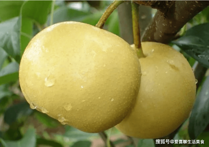 白露吃梨=吃毒藥？老中醫世家傳人：這3種人吃梨，等於給癌細胞“送快遞”