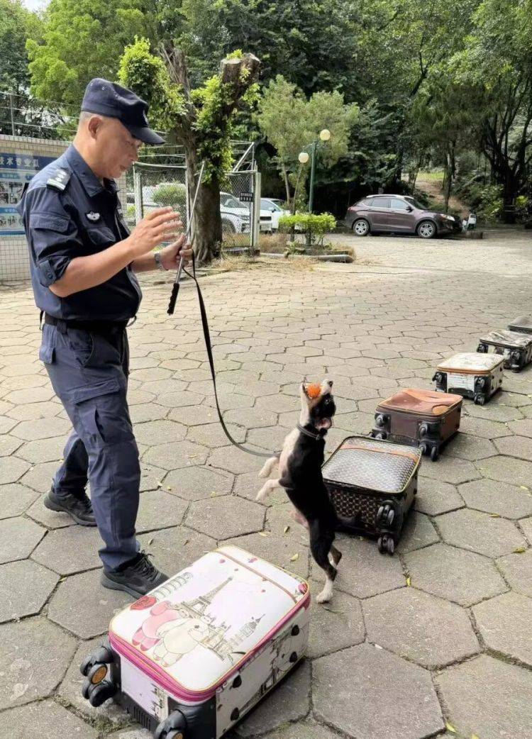 老人被困狹窄樓宇夾縫長達15小時意識模糊，廣州1歲小狗快速鑽進去幫忙將人救出