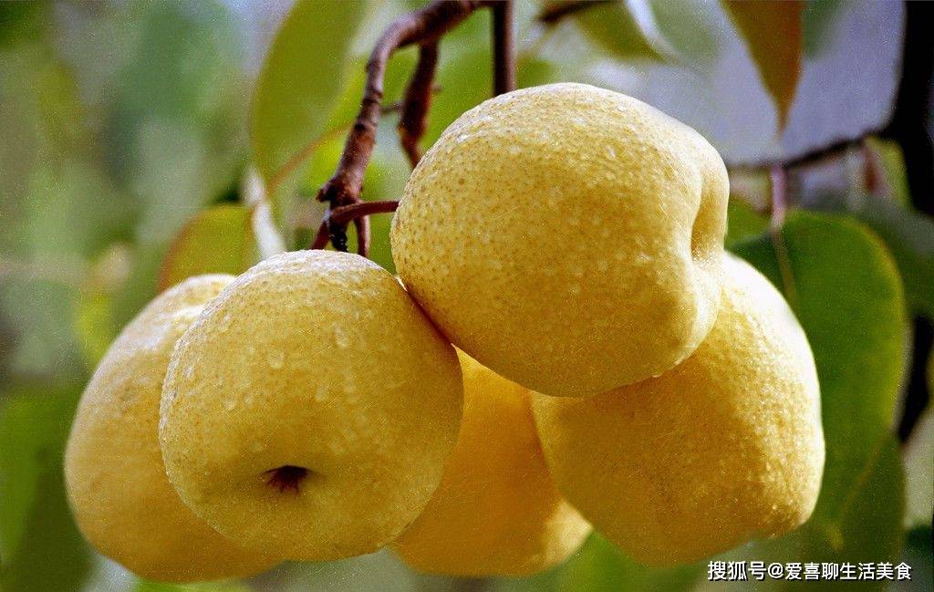 白露吃梨=吃毒藥？老中醫世家傳人：這3種人吃梨，等於給癌細胞“送快遞”