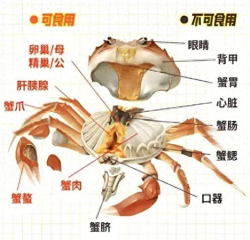 大閘蟹將如期上市！這份消費提示請收藏
