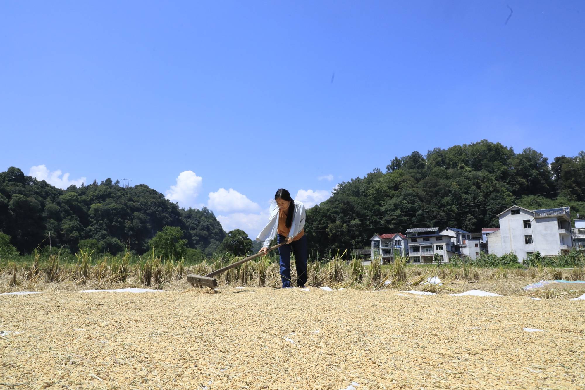 貴州黎平：沃野迎豐收 科技助農忙